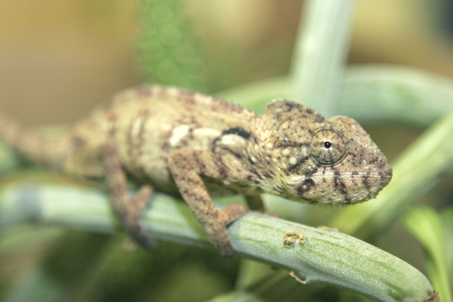 Chameleon obrovský. Foto archiv Zoo Praha